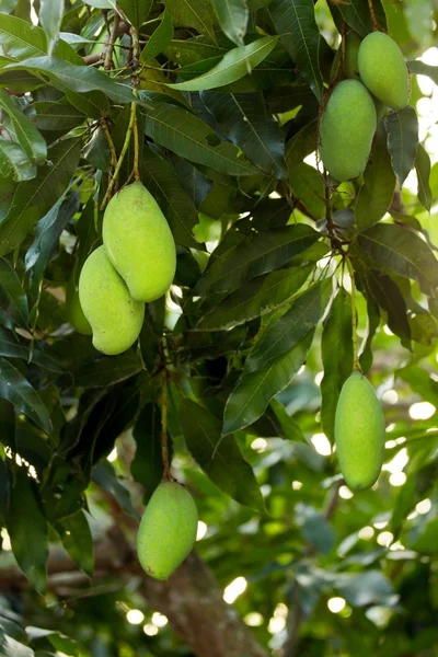 Onrijpe mango's op boom — Stockfoto