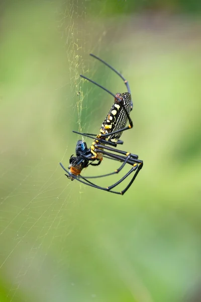 Aranha de orbe comendo presas — Fotografia de Stock