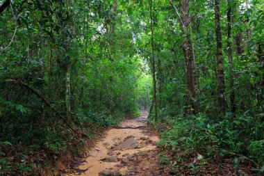 Derin Orman yolundaki