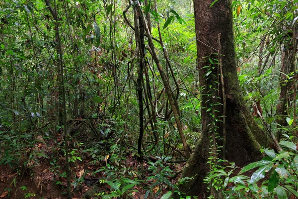 Głębokim dżungli na wyspie Ko Mook — Zdjęcie stockowe