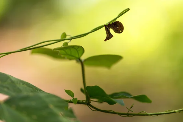 Extraña carterpillar de una polilla de fruta perforante — Foto de Stock