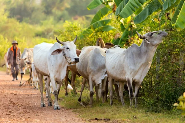 Agricoltore e vacche — Foto Stock