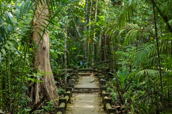 Djungel i Thailand — Stockfoto