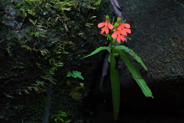 Tropiska vild orkidé blomma — Stockfoto