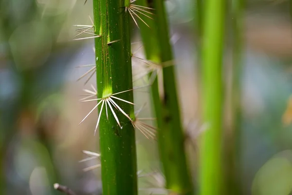 Mistige jungle achtergrond — Stockfoto