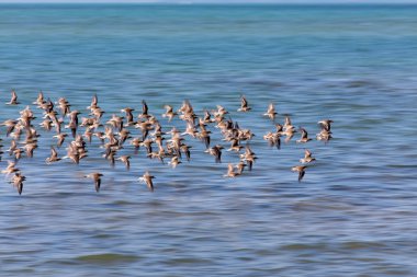 Mavi deniz üzerinde kum kuşu uçuş