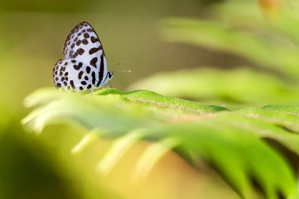 Полосатая бабочка — стоковое фото