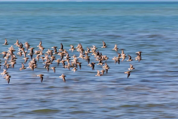 Sandpiper เที่ยวบินเหนือทะเลสีน้ําเงิน — ภาพถ่ายสต็อก