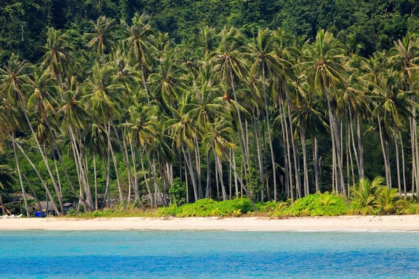 Tropiska coconut tree sea shore — Stockfoto