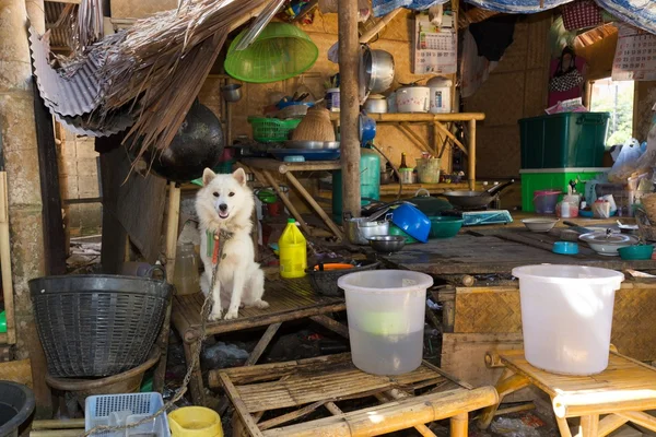 Hund i ett Thai kök — Stockfoto