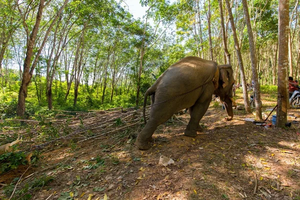 Słoń, ciągnąc pnia drzewa — Zdjęcie stockowe