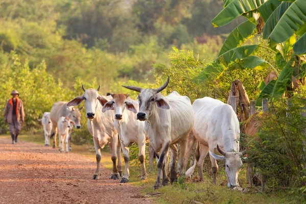 Agricoltore e vacche — Foto Stock