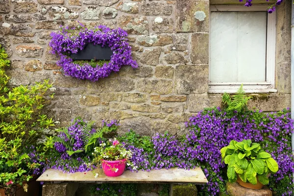 Campanula flores en la pared de granito casa —  Fotos de Stock