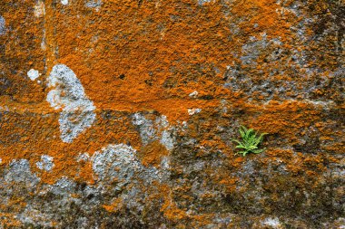 yosun ve fern taş duvar