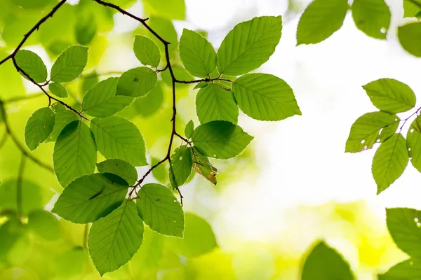 Fresh beech leaves — Stock Photo, Image