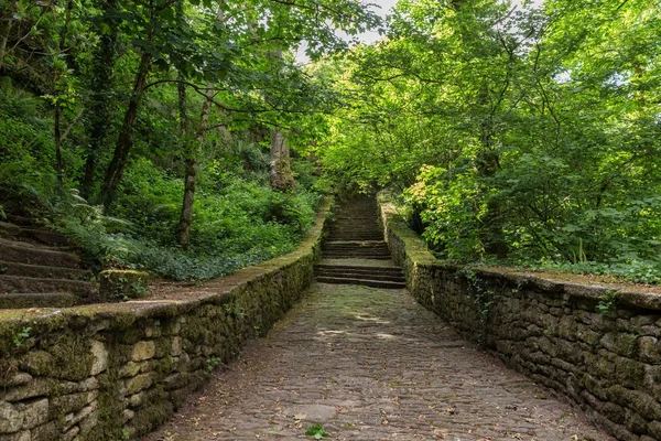 Escaleras que conducen al bosque verde — Foto de Stock