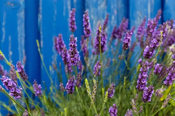 파란색 벽에서 라벤더 꽃 — 스톡 사진