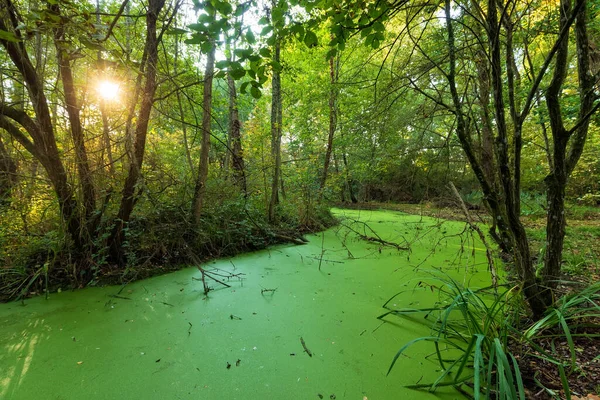 Green Swamp Land Bright Fall Sunset Mussonville Park Bordeaux France — Stock Photo, Image