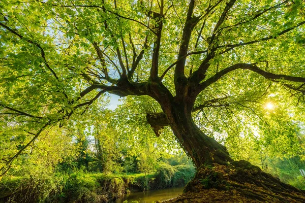 Duże Drzewo Klonowe Negundo Pochyla Się Nad Rzeką — Zdjęcie stockowe