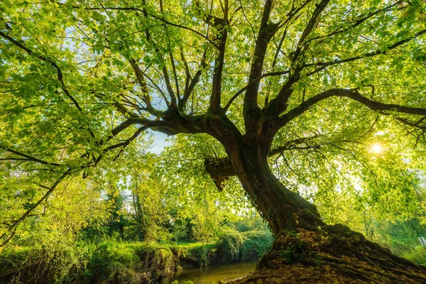 Árbol Arce Negundo Grande Doblando Sobre Río — Foto de Stock