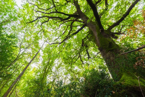 Tall Oak Tree Temperate European Forest — Stock Photo, Image