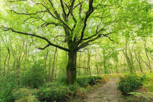 Grande Carvalho Numa Floresta Europeia França — Fotografia de Stock