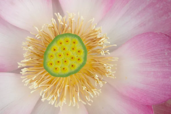 Heliga Lotus Blomma Huvud Närbild — Stockfoto