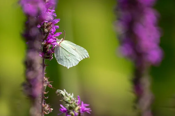 Бабочка Бримстоуна Гонептерикс Рамни Посещает Фиолетовые Свободные Цветы — стоковое фото