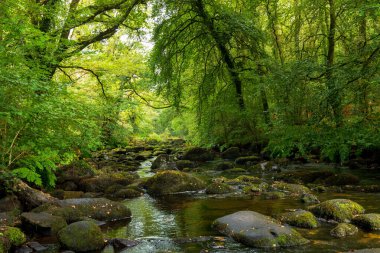 Nehir boyunca ılıman yemyeşil orman, Sainte Barbe, Morbihan, Brittany, Fransa