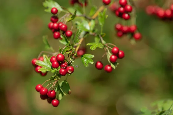Wild Ripe Hawthorn Berries Branch — Stock Photo, Image