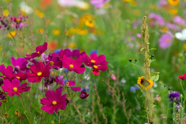 Colorata Aiuola Cosmo Viola Nel Mese Settembre Francia — Foto Stock