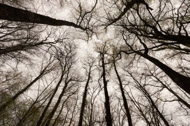Kışın ılıman meşe ağacı ormanı.