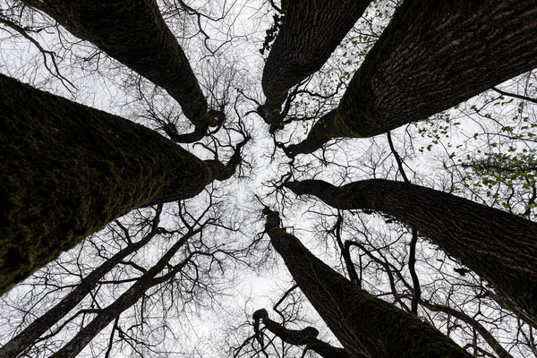 Dynamisch Uitzicht Een Prachtige Eiken Boomstam Takken Winter — Stockfoto