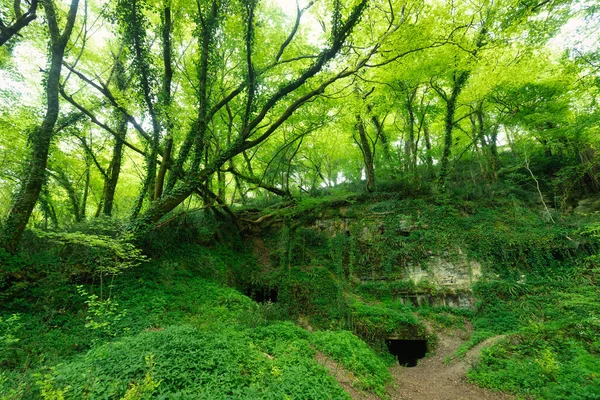 フランスジロンドのセナックにある古代の地下石の採石場で育つ非常に緑豊かな森 — ストック写真