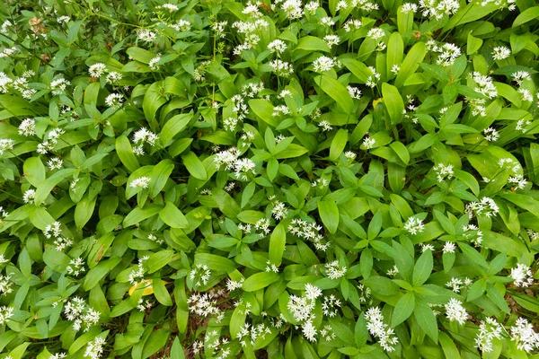 Vista Superior Uma Cama Alho Selvagem Allium Ursinum Floresta Temperada — Fotografia de Stock