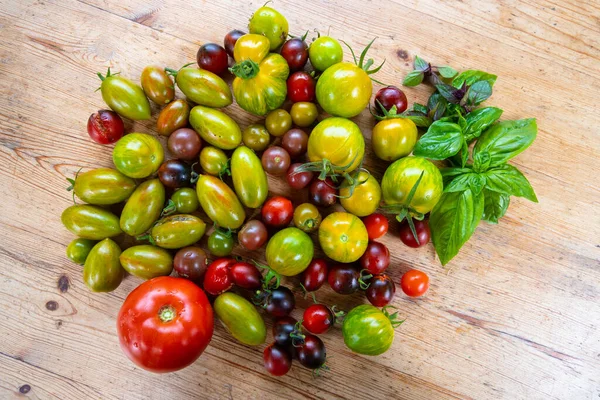 Várias Espécies Tomates Antigos Colhidos Recentemente Jardim Orgânico — Fotografia de Stock