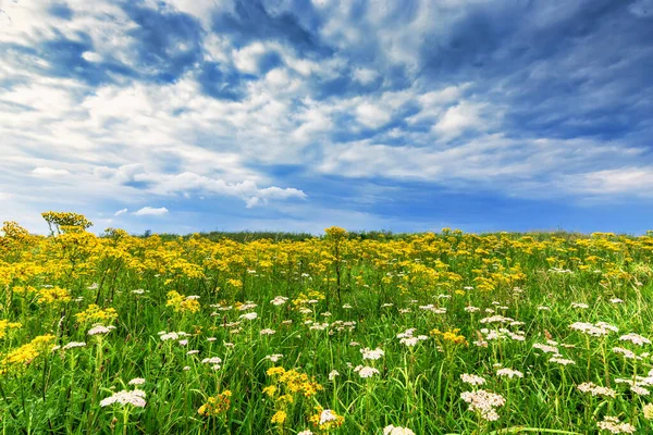 Summer Temperate Meadow Cloudy Dramatic Sky — Stock Photo, Image