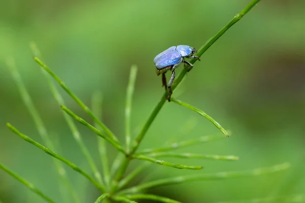 Vibrante Insetto Hoplia Blu Che Scala Gambo Coda Cavallo — Foto Stock