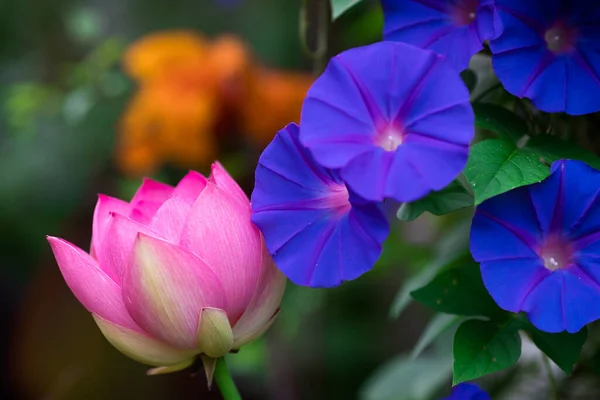 Heliga Lotus Och Morgon Ära Blommor Prydnadsträdgård — Stockfoto