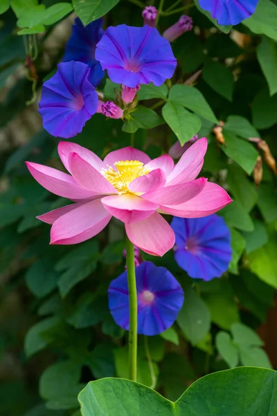 Heilige Lotus Morgen Beroemdheid Bloemen Een Sierlijke Tuin — Stockfoto