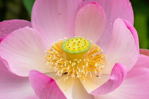 Крупный План Священного Цветка Лотоса Nelumbo Nucifera — стоковое фото