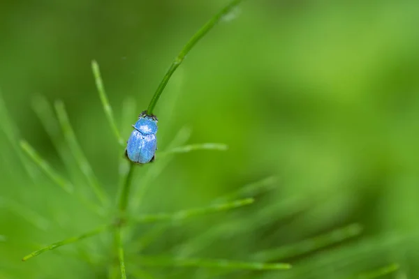 Vibrante Insetto Hoplia Blu Che Scala Gambo Coda Cavallo — Foto Stock