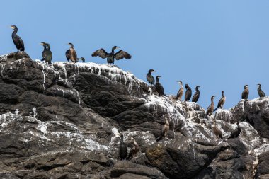 Cormorants birds on rock clipart