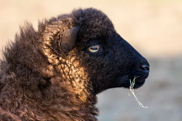 Ushant small sheep species — Stock Photo, Image