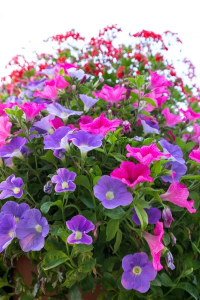 Levande petunia blossom över vita — Stockfoto