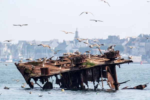 Épave de navire et mouettes — Photo