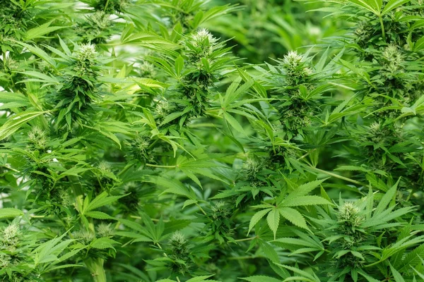 Stora cannabisplantor i blossom Royaltyfria Stockbilder