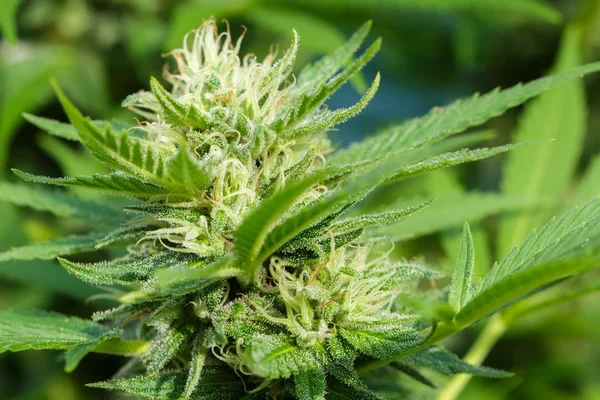 Cannabis-Harz auf dem Blütenkopf — Stockfoto