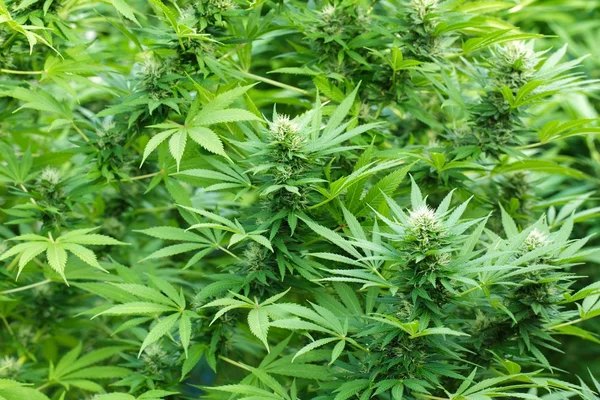 Große Cannabispflanzen in Blüte — Stockfoto