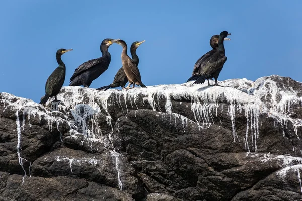 Corvos-marinhos aves na rocha — Fotografia de Stock